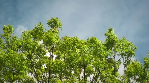 Tree moving in the wind Stock Footage 97255490