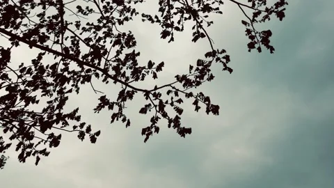 Tree moving in the wind Stock Footage 205268883