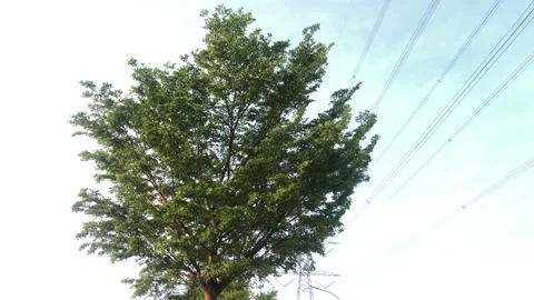 Tree moving in the wind Stock Footage 205268923