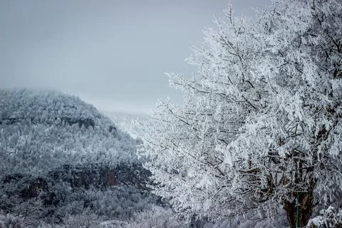 Tree in moyntain Foto stock