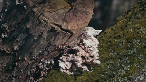 Tree with mushroom Stock Footage 332229522