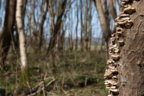 Tree mushroom in the forest on the trunk of a young tree Stock Photos
