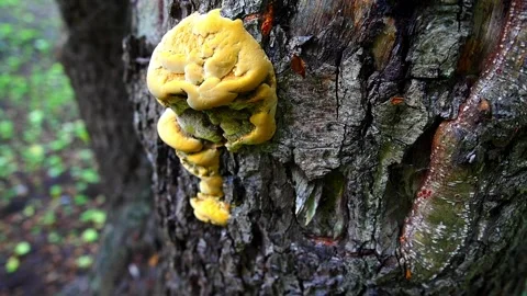 A tree mushroom growing on the bark of an old tree. Stock Footage 145453849