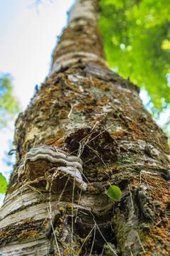 A tree with a mushroom growing on it 스톡 사진