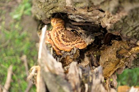 Tree mushroom grows on a tree. Dark mushroom. Stock Photos