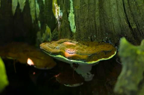 Tree mushroom grows on a tree. Dark mushroom. Stock Photos