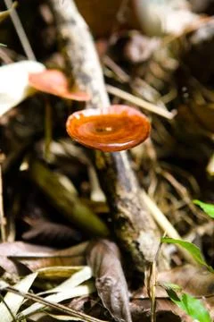 A tree mushroom in the hat of which moisture has accumulated. Stock Photos