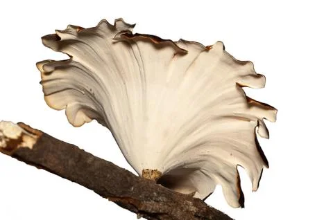 Tree mushroom isolated on white. Stock Photos