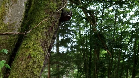 A tree mushroom in a pan 4k 30fps video Stockbeeldmateriaal 280248119