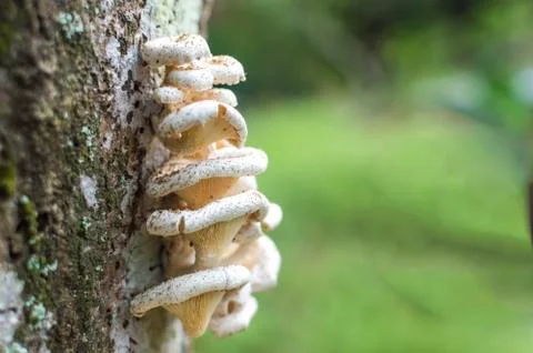 Tree mushroom Stock Photos