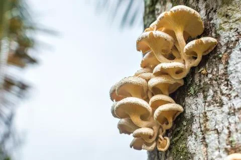 Tree mushroom Foto stock