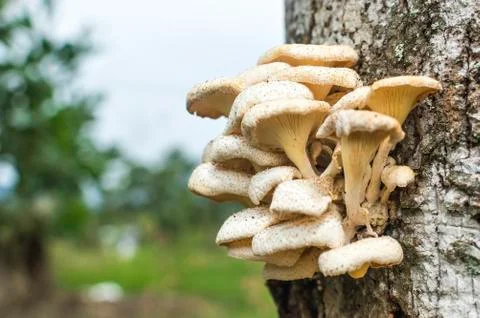 Tree mushroom Stock Photos