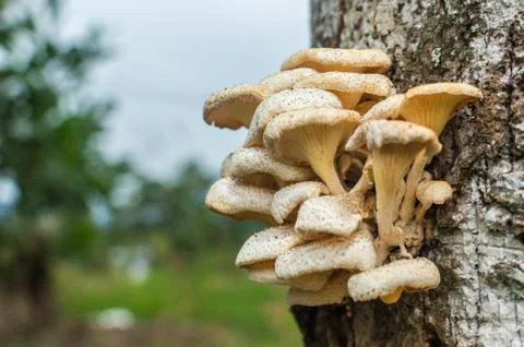 Tree mushroom Stock Photos