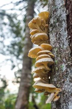 Tree mushroom Foto stock