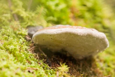 Tree mushroom Stock Photos