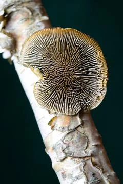 Tree Mushroom Stock Photos