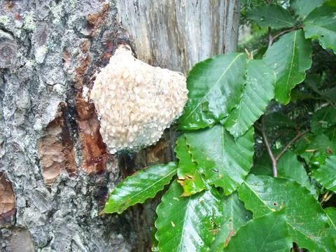 Tree mushroom Stockfoto's