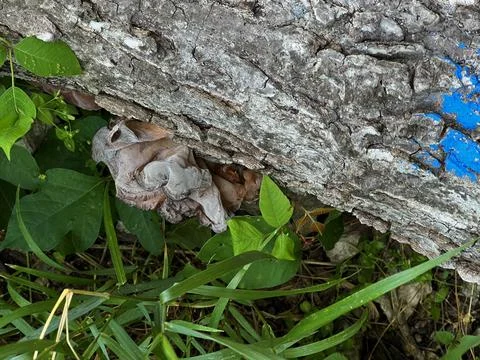 Tree Mushroom Stock Photos