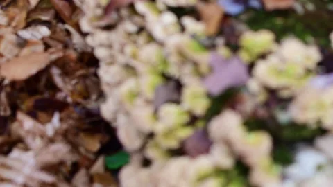 Tree mushroom selective focus in and out Stock Footage 254586474