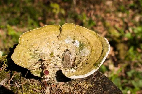 Tree mushroom in sunlight Stock Photos
