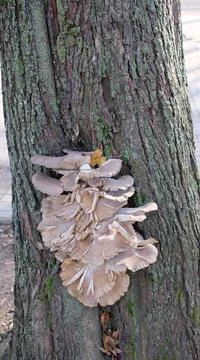 Tree mushroom on a tree trunk Stock Photos