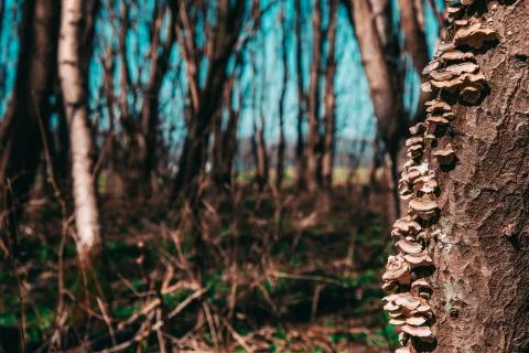 Tree mushroom on the trunk of a young tree Stock Photos