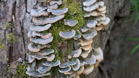 Tree mushrooms and moss on a stump Stock Footage 130117113