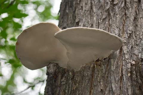 Tree mushrooms on the bark of a tree, macro. Stock Photos