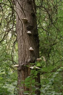 Tree mushrooms on the bark of a tree Stock Photos