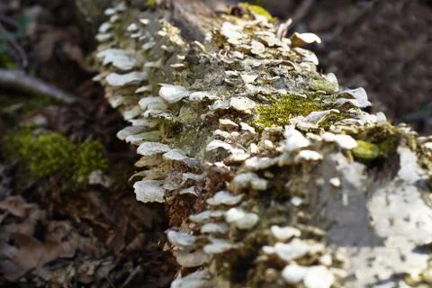 Tree mushrooms close up on a tree trunk Stock-Fotos