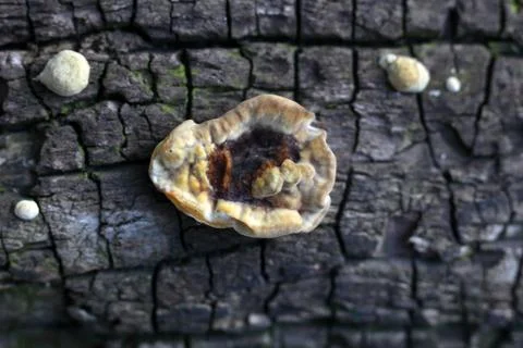Tree mushrooms on a dry log background texture Foto stock