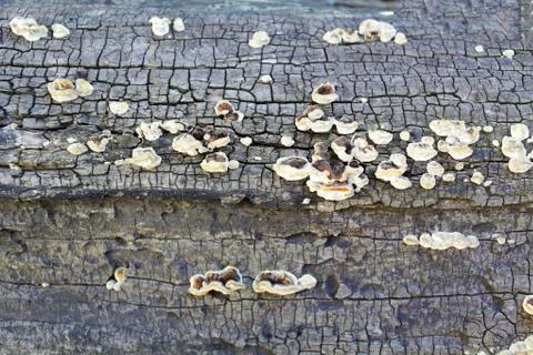 Tree mushrooms on a dry log background texture Foto stock