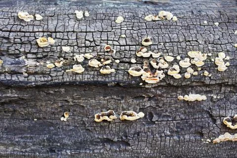 Tree mushrooms on a dry log background texture Stock Photos