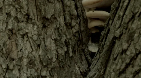 Tree Mushrooms Video stock 33268445