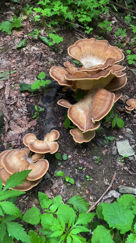 Tree mushrooms Stock Footage 160342632
