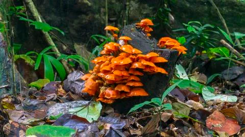 Tree Mushrooms on Forest Grass Background. Stock Photos