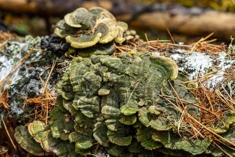 Tree mushrooms growing on a fallen tree trunk. parasitic fungus on the tree Stock Photos