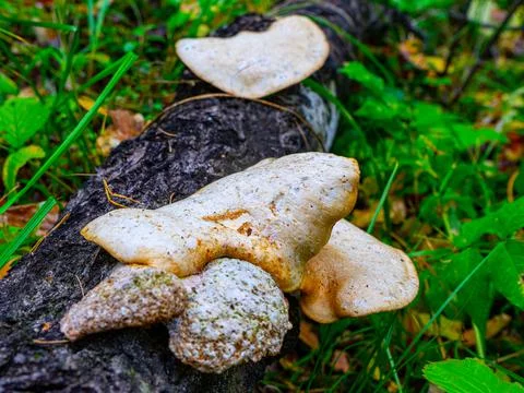 Tree mushrooms growing on a fallen tree trunk. parasitic fungus on the tree Stock Photos