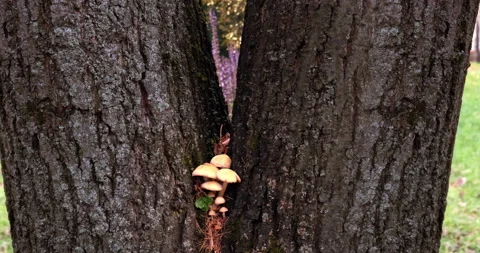 Tree mushrooms growing in a tree. Stock Footage 144401585