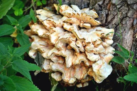 Tree mushrooms on an old tree close-up, green nettle Stock Photos