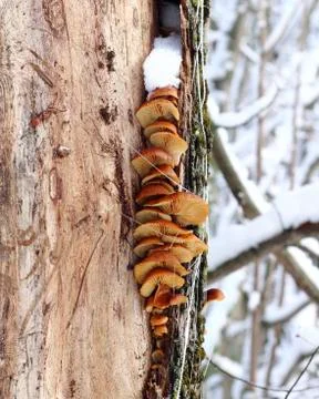 Tree mushrooms Stock Photos