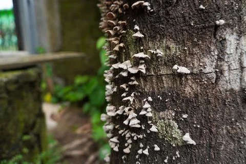 A tree with mushrooms Stock Photos