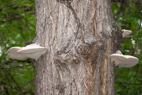 Tree mushrooms on tree bark Stock Photos