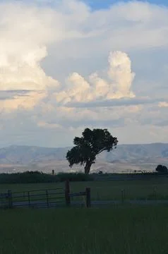 Tree in a n open valley Foto stock