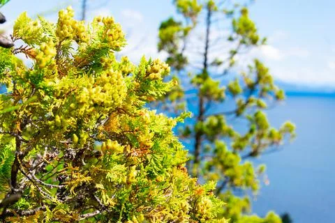 A tree with Nahuel Huapi lake Stock Photos