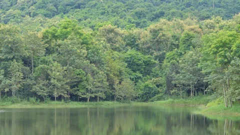 Tree in nation park. Stock-Footage 94092072