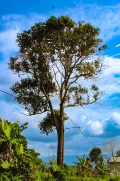 Tree natur Foto stock