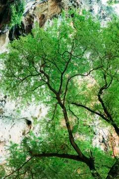 Tree in the natural environment Stock Photos