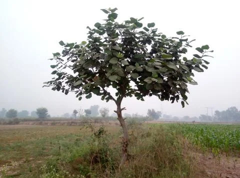 Tree natural view landscape Stock Photos
