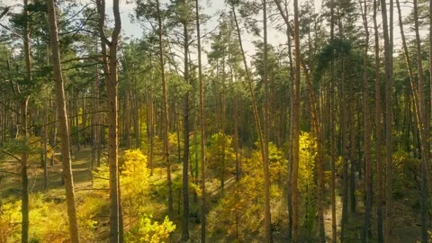 Tree nature autumn misty forest gold bright leaf leaves Stock-Footage 250656372